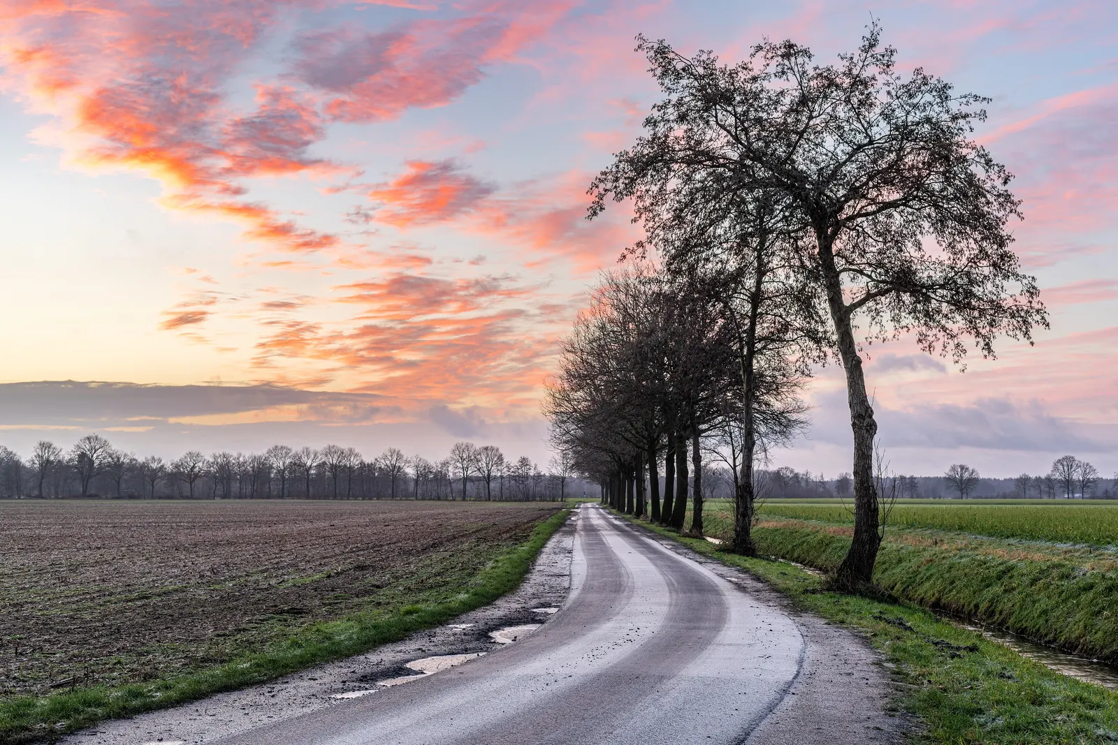 Camino rural que se abre entre campos y una fila de árboles bajo un cielo rosado al amanecer